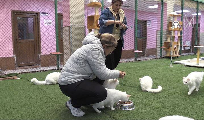 Koruma altındaki Van kedilerinden 70 yavru - Resim: 2